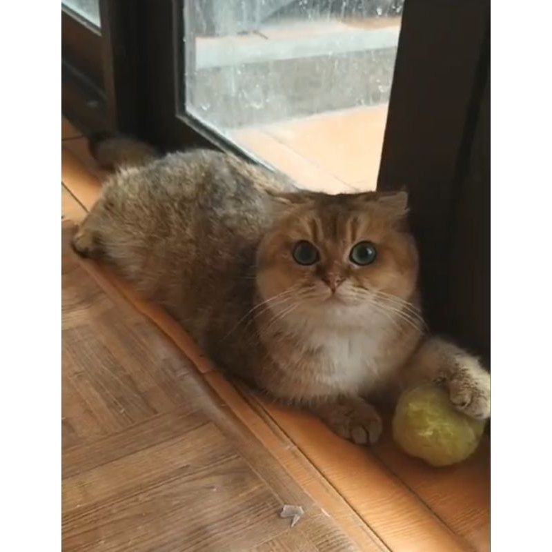 Scootish fold jantan