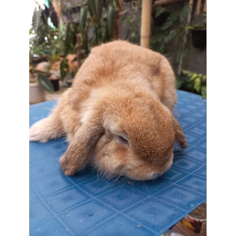 Kelinci holland lop