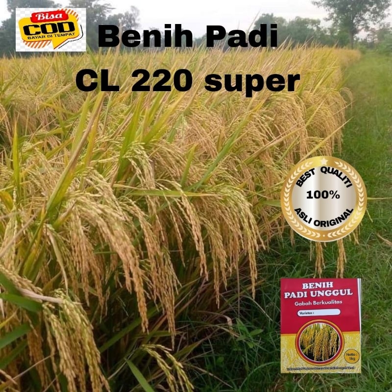 BENIH PADI CL 220 UNGGUL BERKUALITAS 1kg