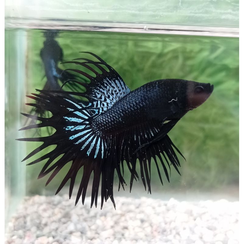 Crown tail / Ct Black orchid