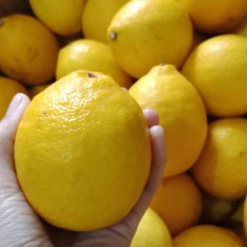 

Jeruk Lemon California segar fresh (100% lokal)
