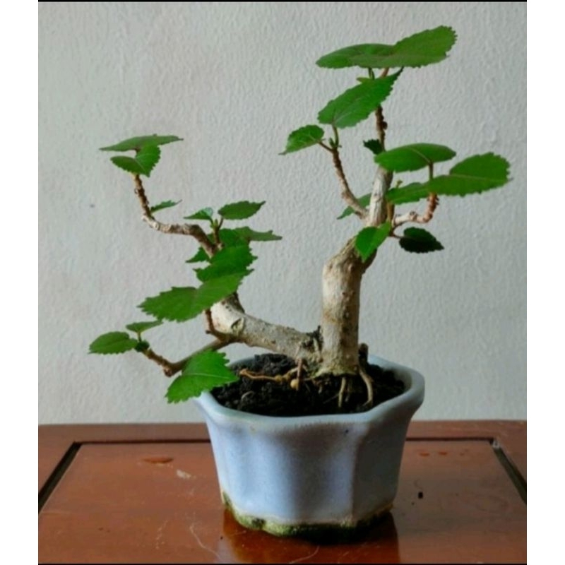 bonsai mini / mame Bonsai waru Taiwan