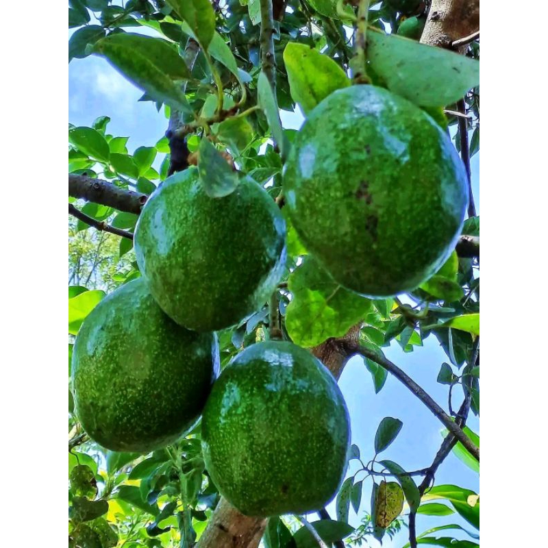 entres alpukat wina per ranting