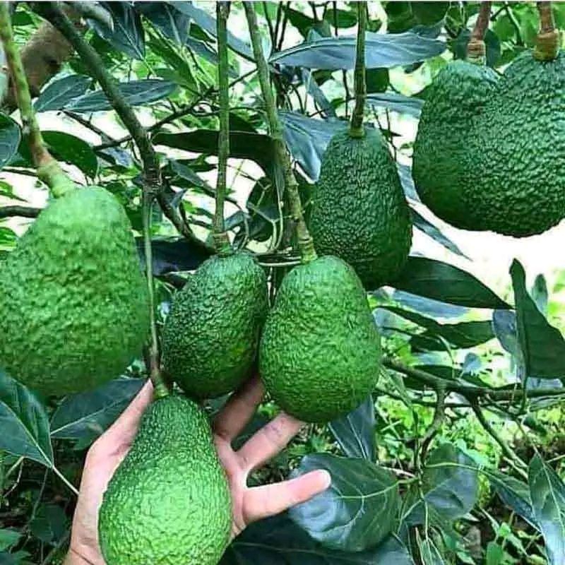 entres alpukat hass asli per ranting