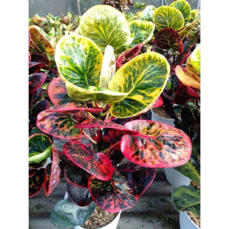 Tanaman Hias Puring Apel Busarin | Pohon puring apel