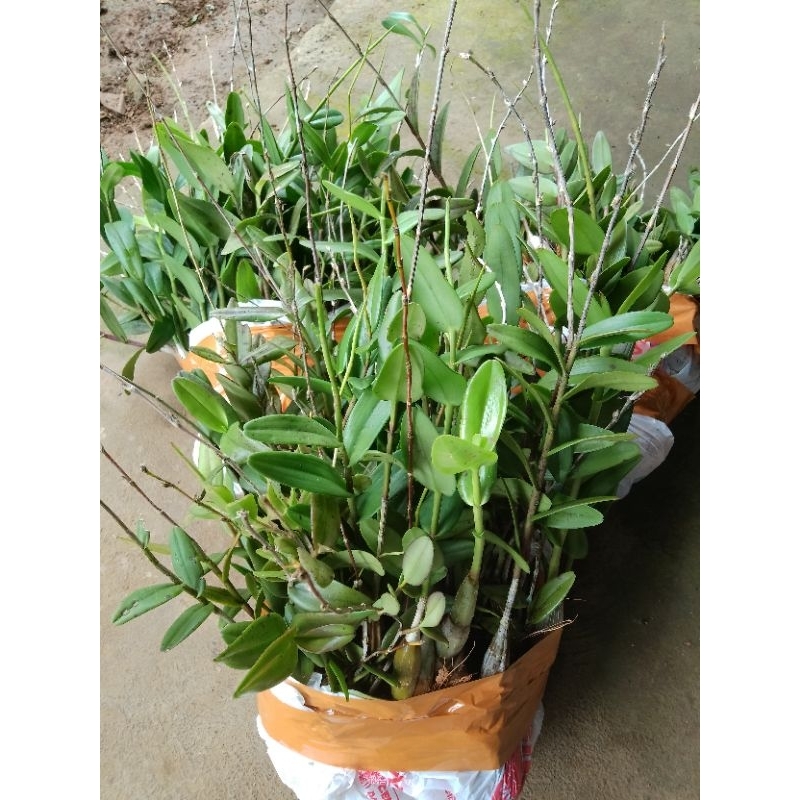 GROSIR ANGGREK MERPATI / TANAMAN ANGGREK MERPATI