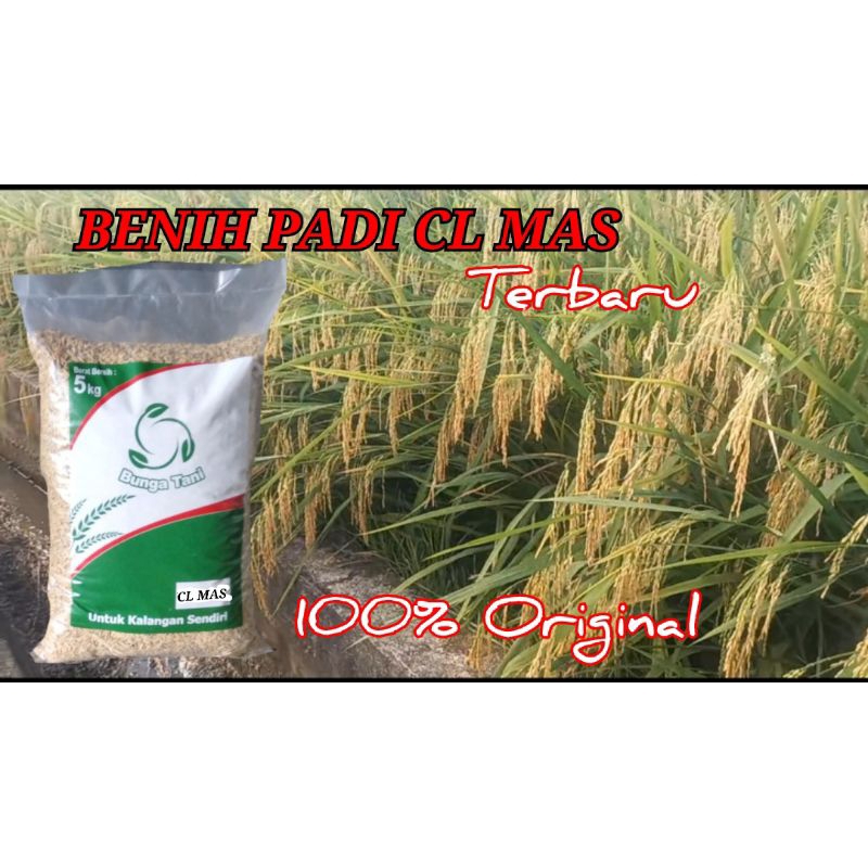 BENIH PADI CL MAS 5KG