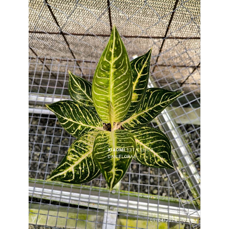 Aglaonema Pride Of Sumatra White (Pos White) Calon Induk