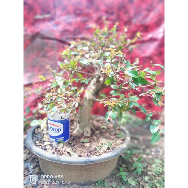 Bahan bonsai dewandaru buah ukuran medium