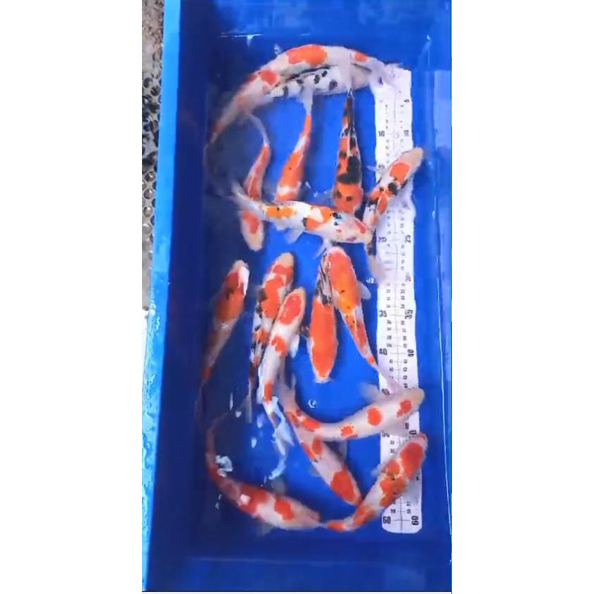 Koi Kohaku Sanke Shiro Bekko 18_25 Cm Mix