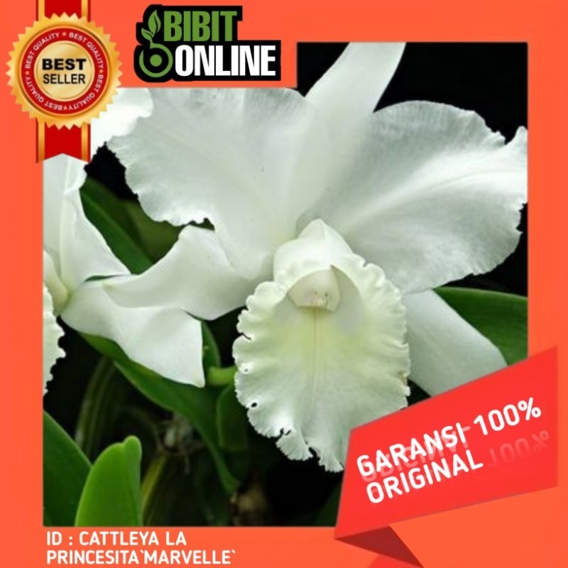 Anggrek cattleya LA PRINCESITA`MARVELLE` original sudah spike\knop siap berbunga