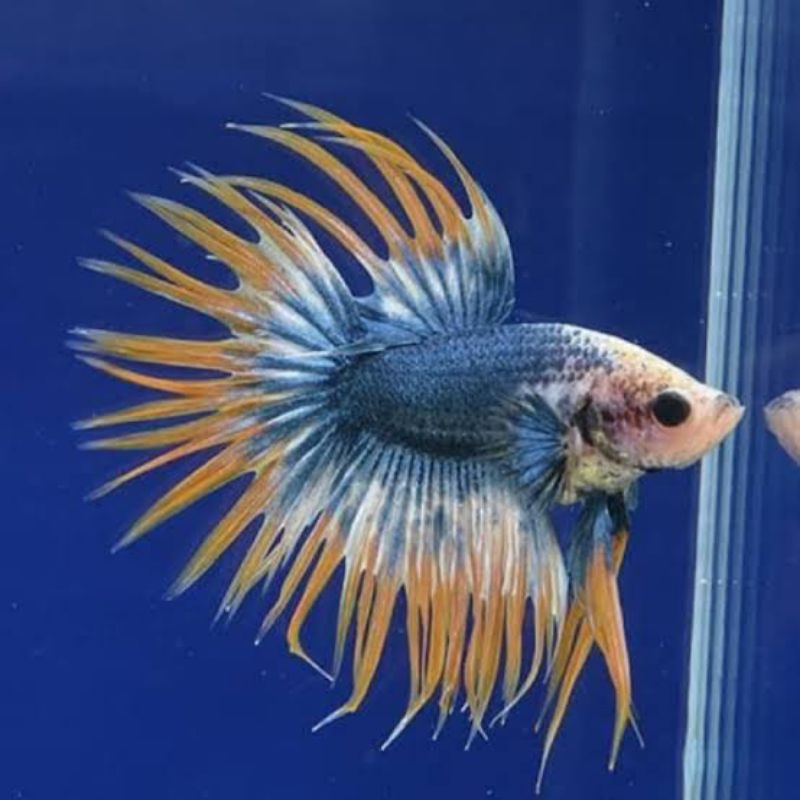 CUPANG CROWNTAIL