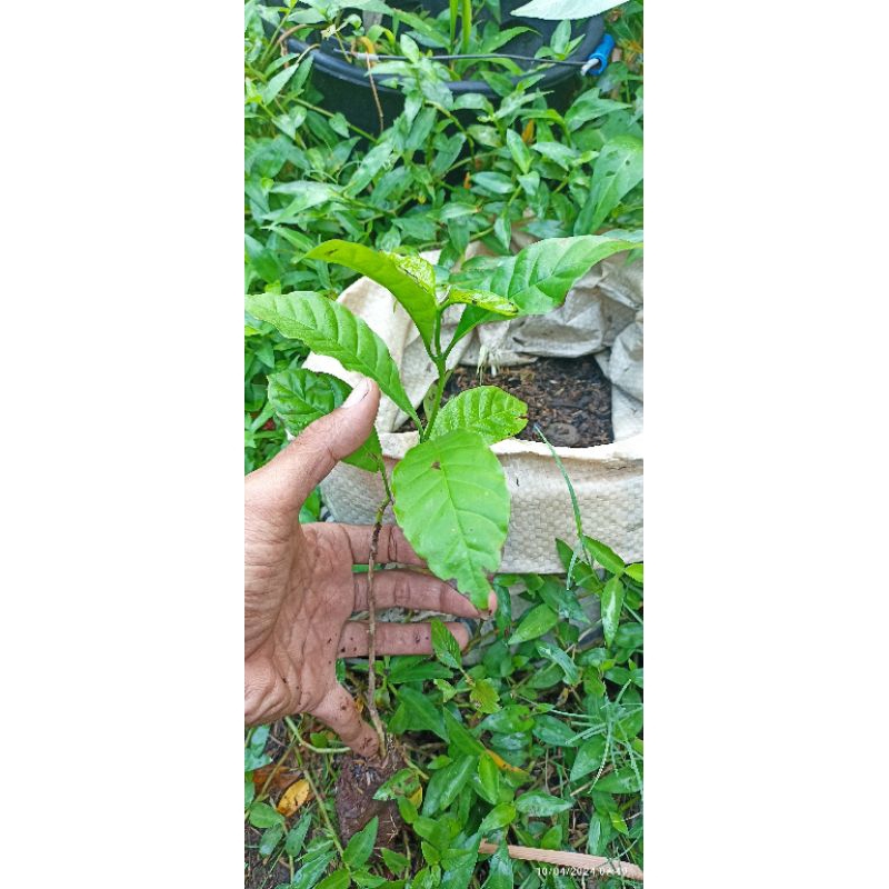 bibit kopi Arabica