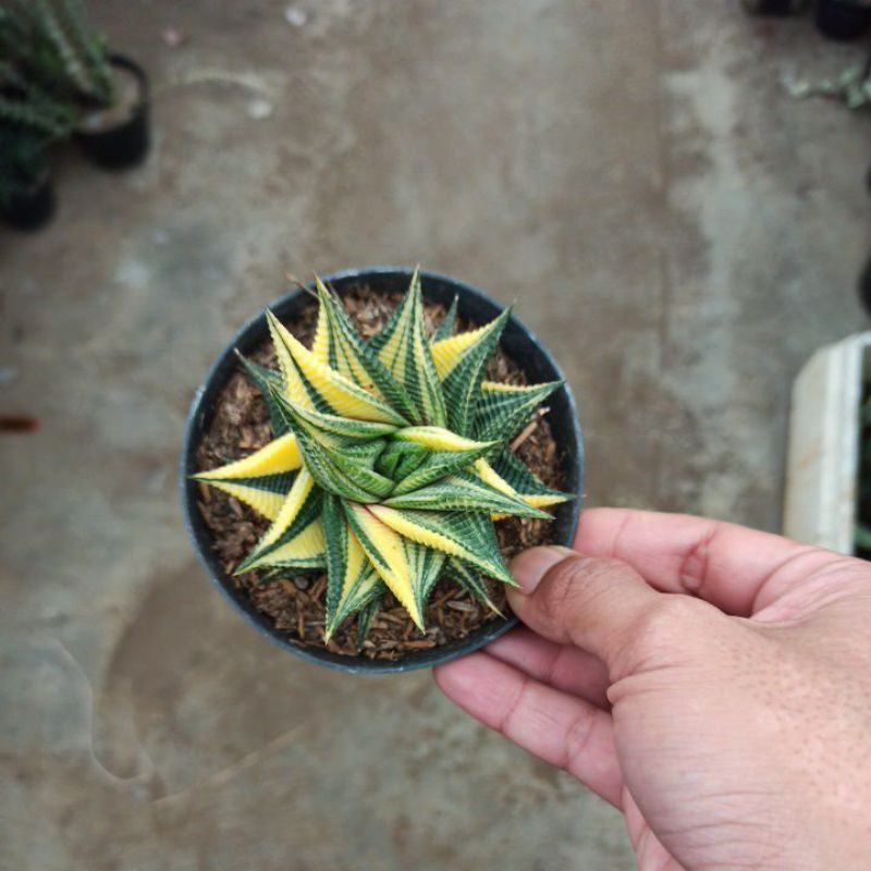 Haworthia Limifolia Variegata