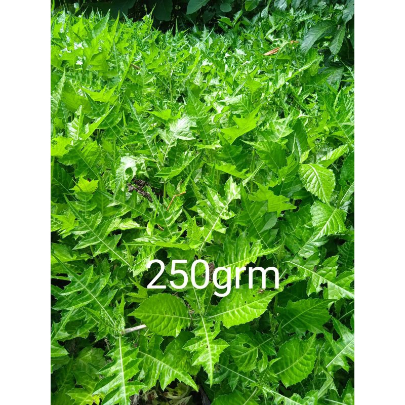 

Daun daruju druju jaruju segar 250 grm