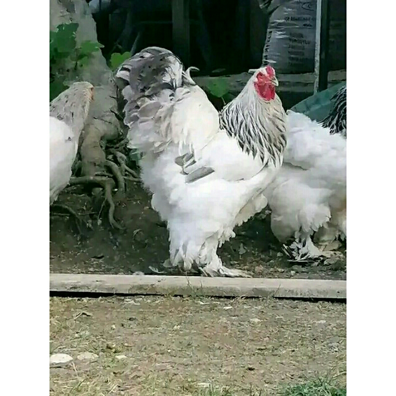 5 butir Telur tetas ayam hias brahma. body indukan besar tinggi