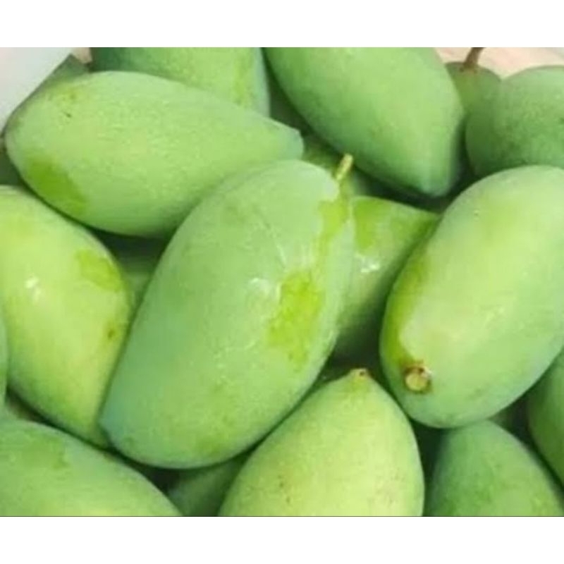 

mangga muda baru mentik pohon 1 kg