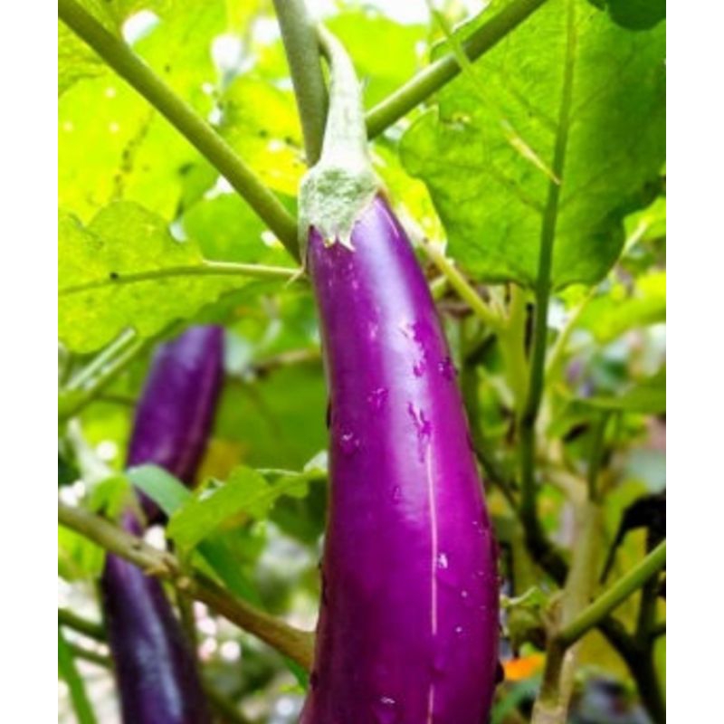 

Terong ungu_500gr