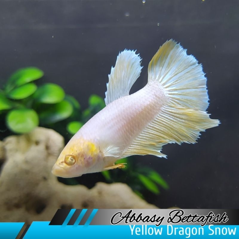 Halfmoon Yellow Dragon Snow Female Real Picture