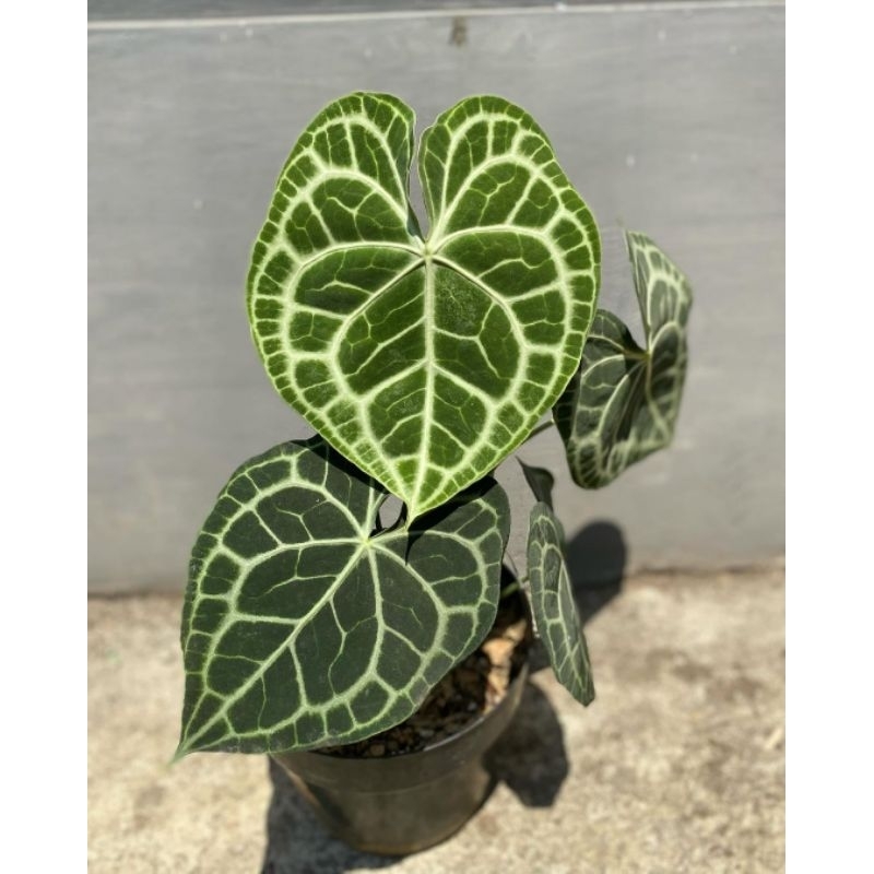 Anthurium Queen Clarinervium-Tanaman Hias Anthurium remaja 3-5 Daun