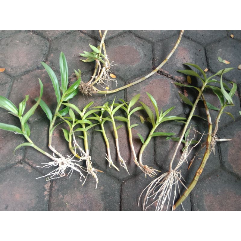 paket anggrek capung dan albertine