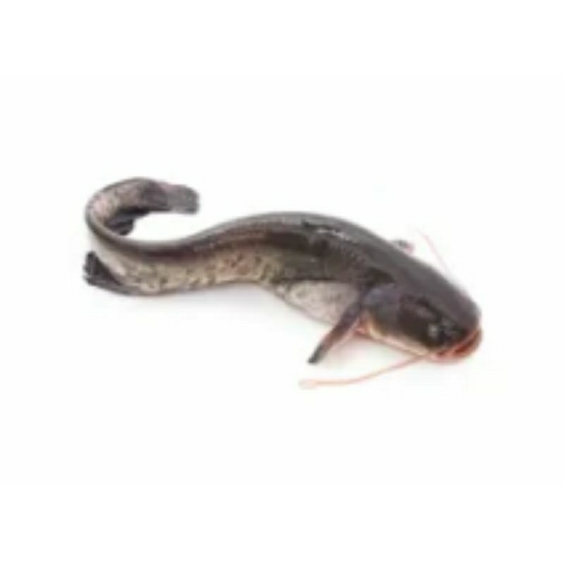 

ikan lele 1kg