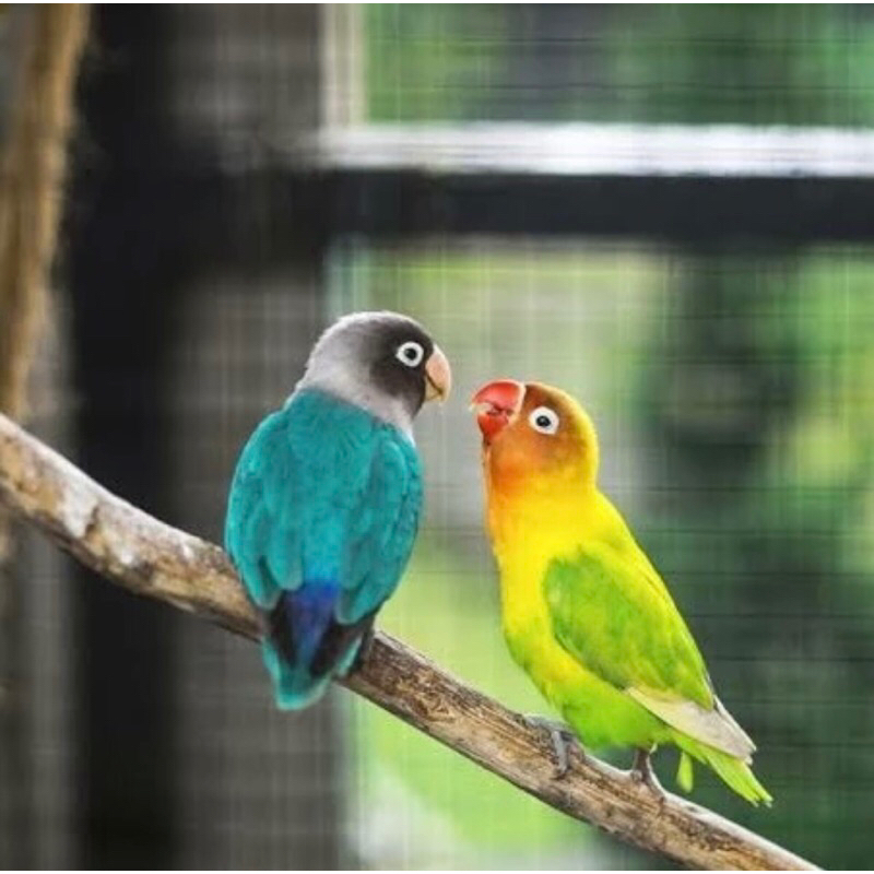 BURUNG LOVEBIRD/LAKBET SEPASANG
