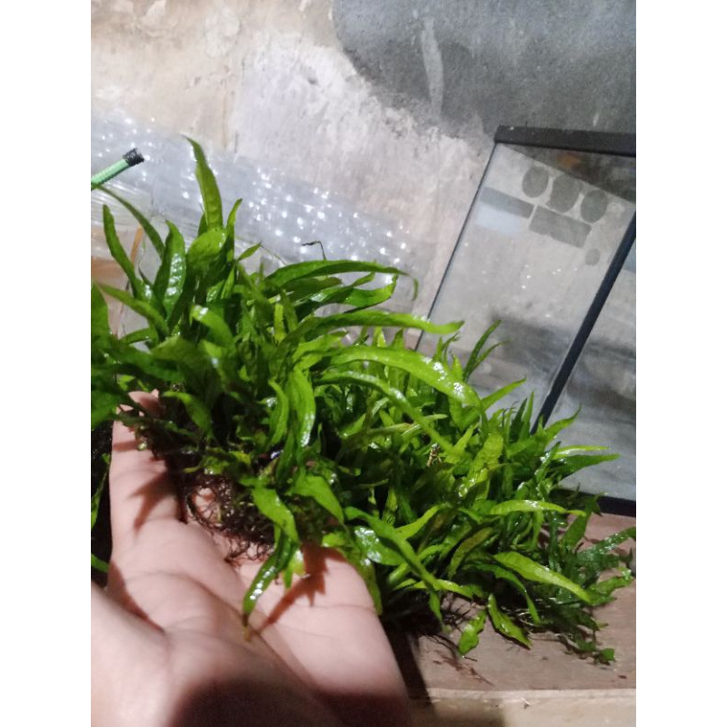 tanaman aquascape Kadaka