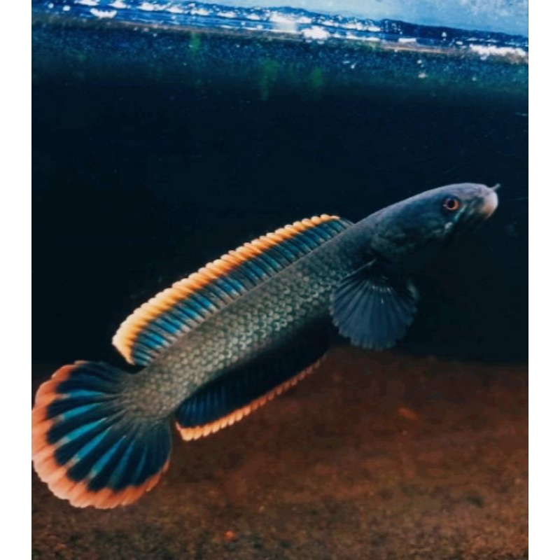 Paket channa Limbata wc