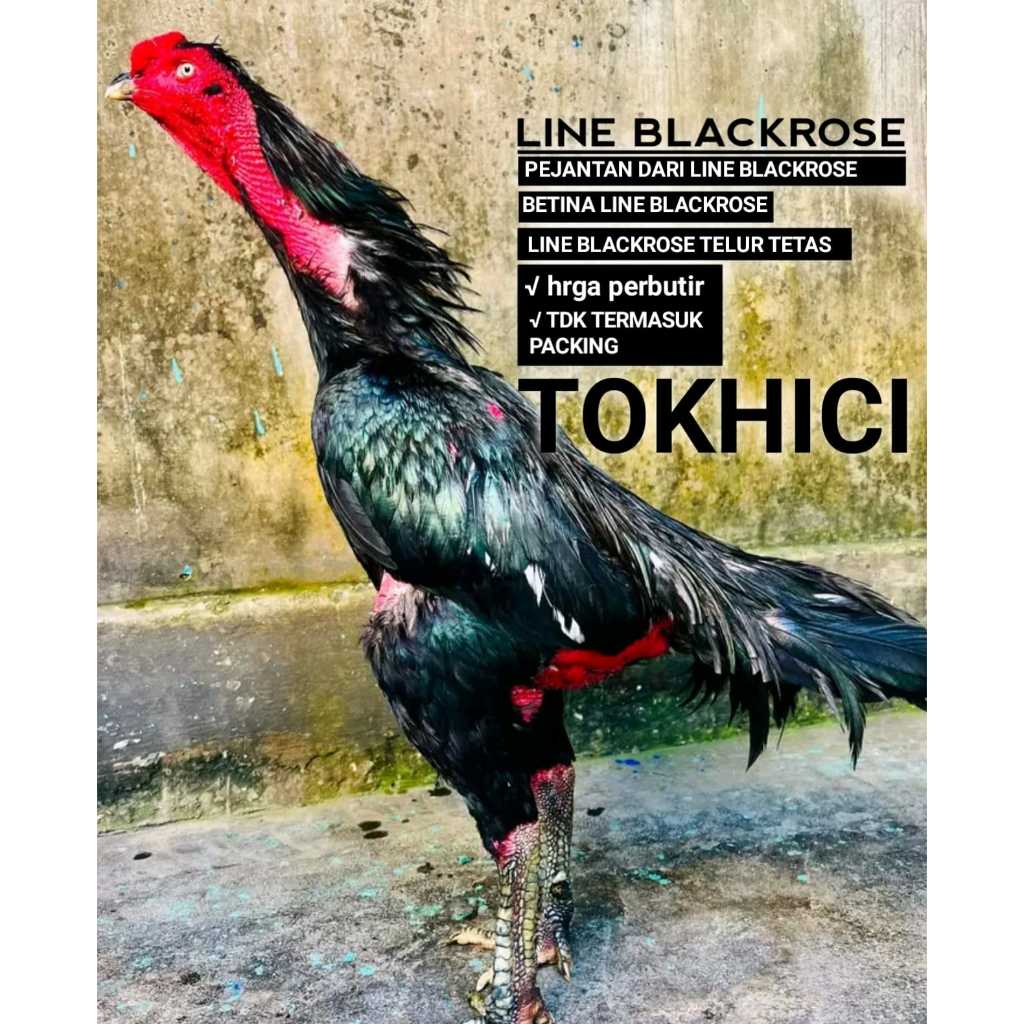 ayam bangkok line blackrose telur tetas