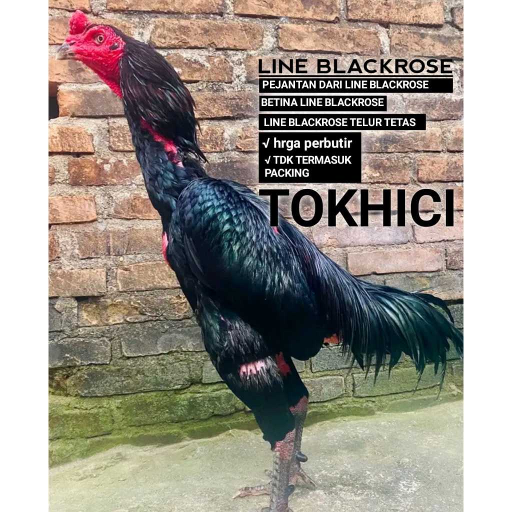 telur ayam bangkok super line blackrose