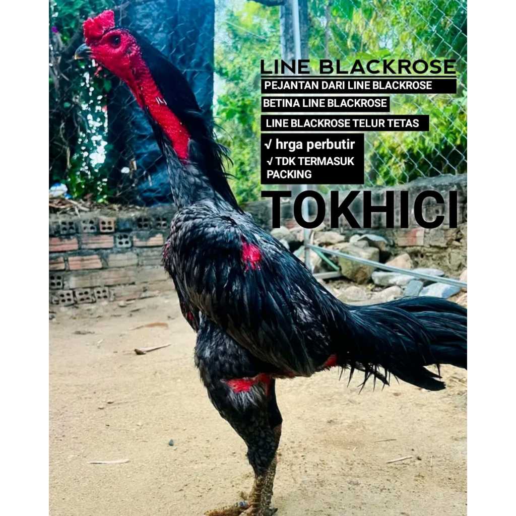 telur ayam bangkok aduan super line blackrose