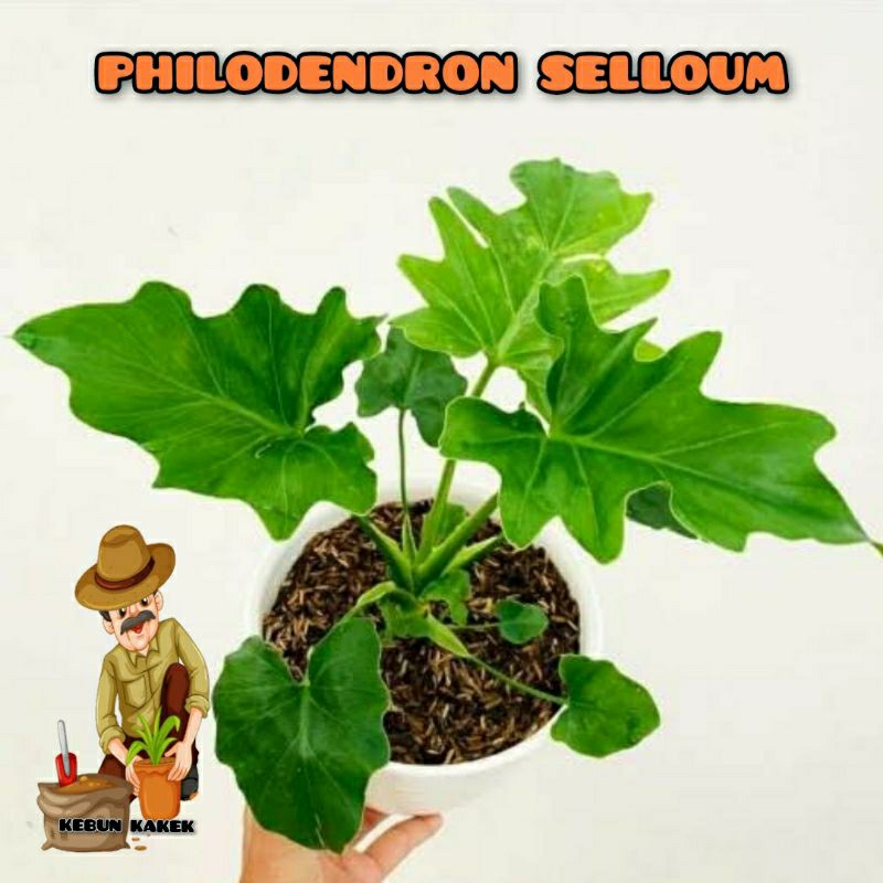 PHILODENDRON JARI / PHILODENDRON SELOUM / TANAMAN PHILODENDRON
