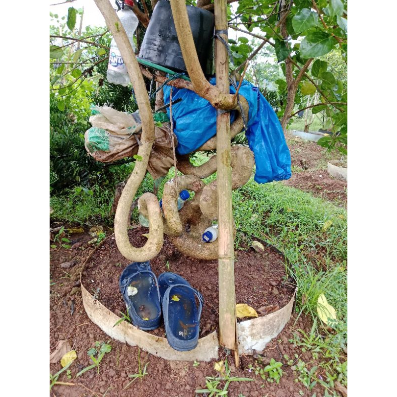 bonsai sancang prospek