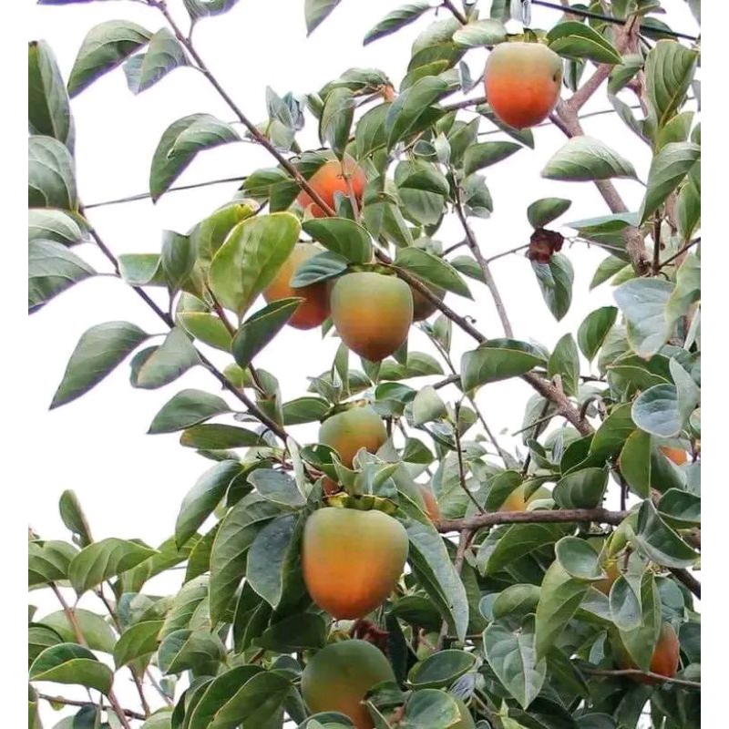 Bibit kesemek jepang