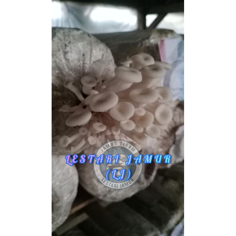 

BAGLOG JAMUR TIRAM, UKURAN 20X35 CM, BERAT 1,4/1,5 KG