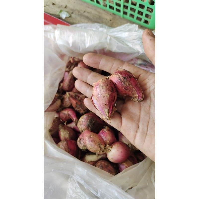

bawang merah Brebes
