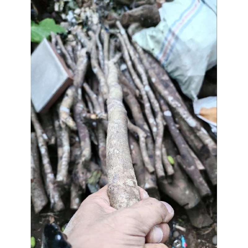 ranting kayu nagasari bahan tongkat dim +-3cm panjang 150cm
