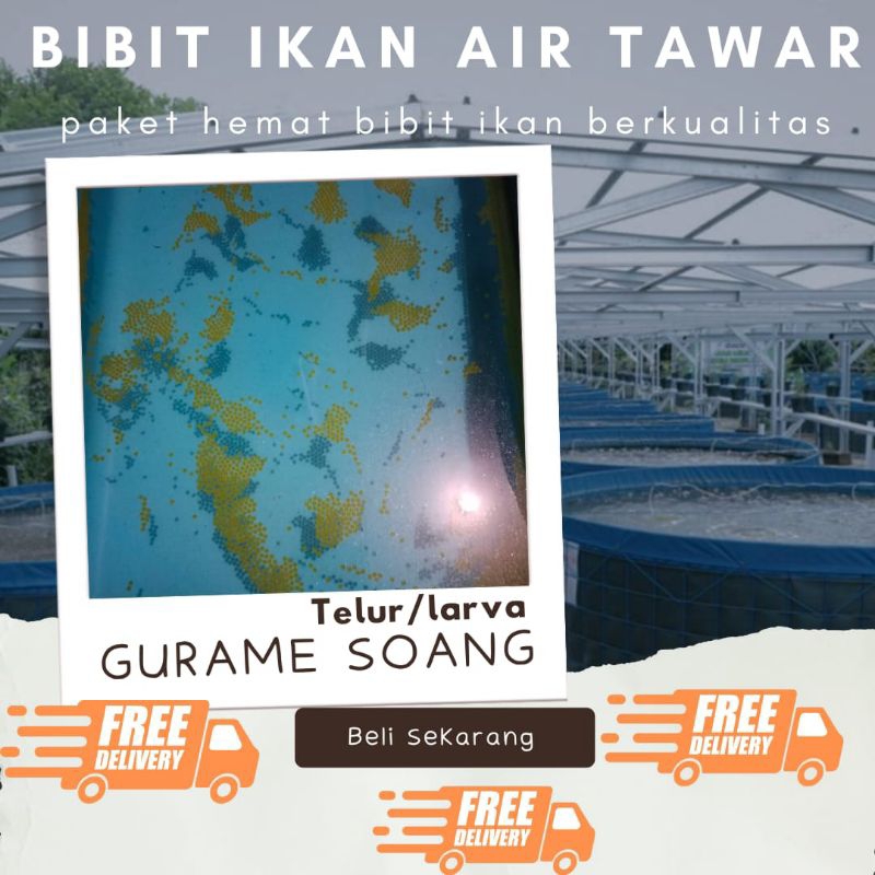 TELUR GURAME SOANG PAKET 900 TELUR GURAME SOANG MURAH LARVA/TULUR BIBIT GURAME SOANG BERKUALITAS