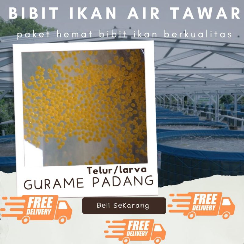 TELUR GURAME PADANG PAKET 1500 TELUR GURAME PADANG MURAH LARVA/TELUR BIBIT GURAME PADANG BERKUALITAS
