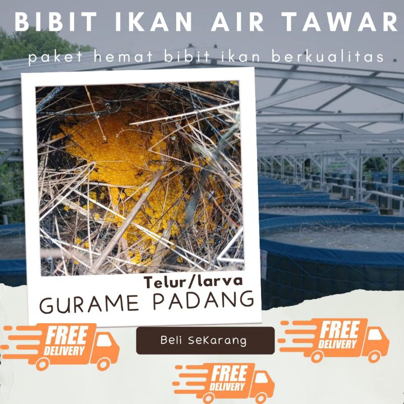 TELUR GURAME PADANG PAKET 700 TELUR GURAME PADANG MURAH LARVA/TELUR BIBIT GURAME PADANG BERKUALITAS
