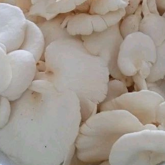

JamurTiram 250g