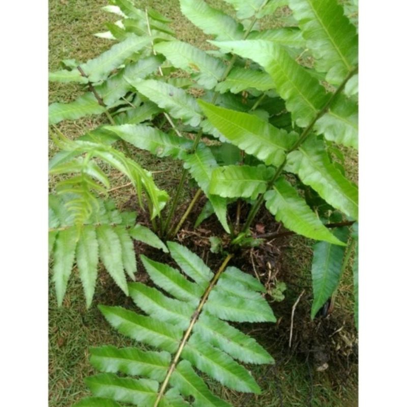 Bibit Pakis sayur Organik, per 10-12 Bibit