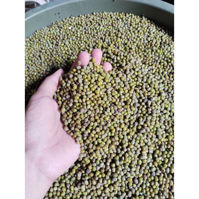 

kacang hijau