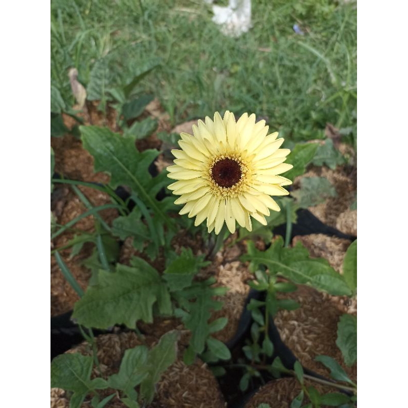 Tanaman/Hias/Gerbera/Hebras