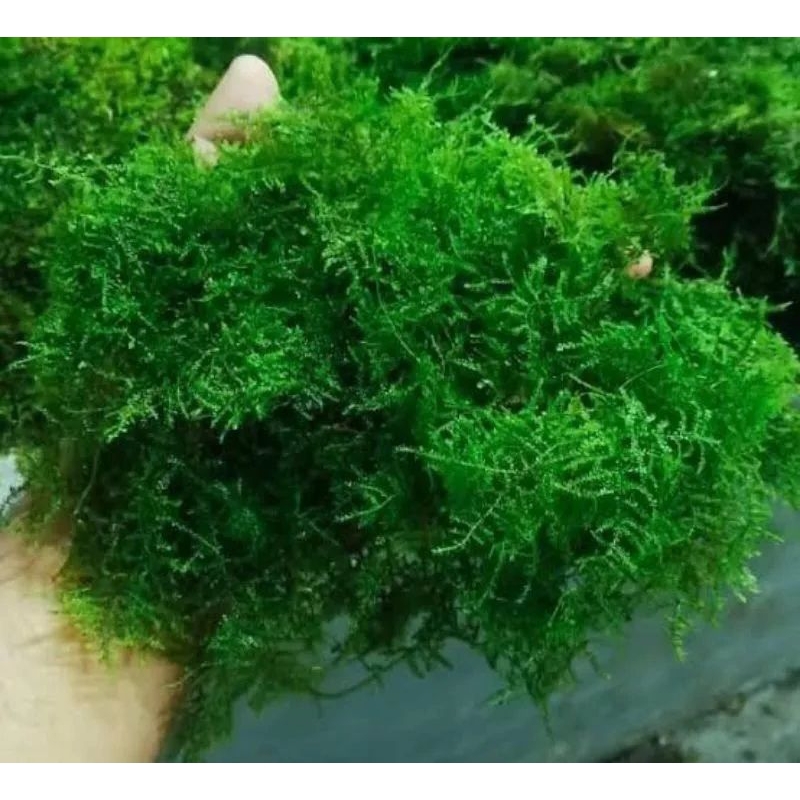 java moss