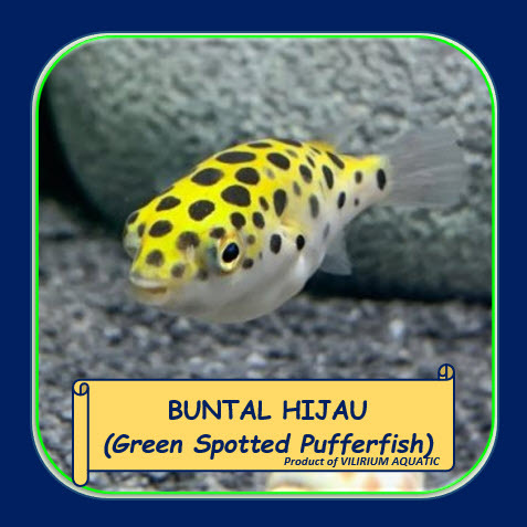 IKAN HIAS AIR TAWAR - BUNTAL HIJAU / GREEN PUFFER / GREEN SPOTTED PUFFER