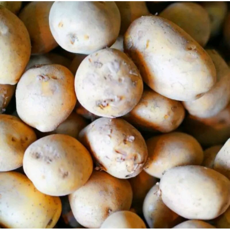 

Kentang Dieng Segar 500gram Khusus Instan