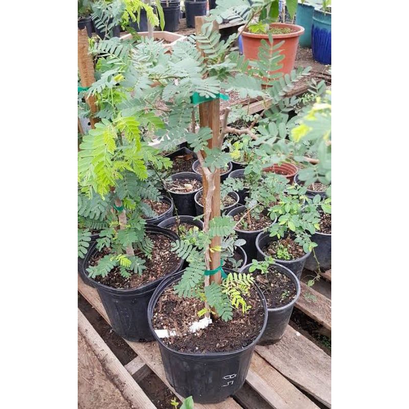 Pohon Asem Okulasi Bisa Untuk Bonsai Asem Jawa