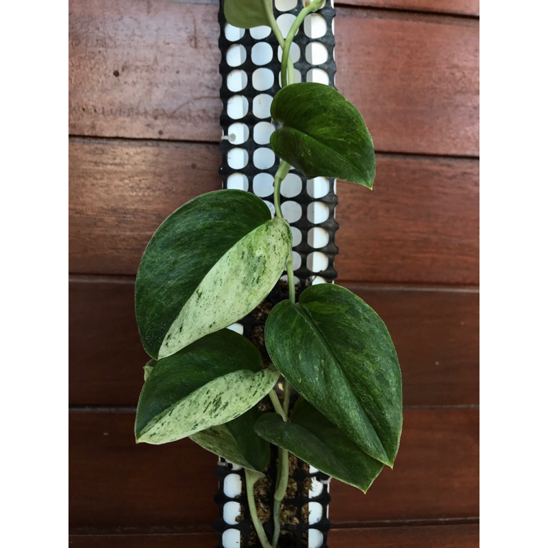 Tanaman Hias Varigata 3 warna Scindapsus Treubii Mounlight | Sesuai Foto